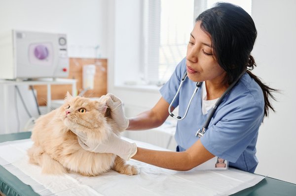 Comment choisir le meilleur assurance santé pour votre chat ?